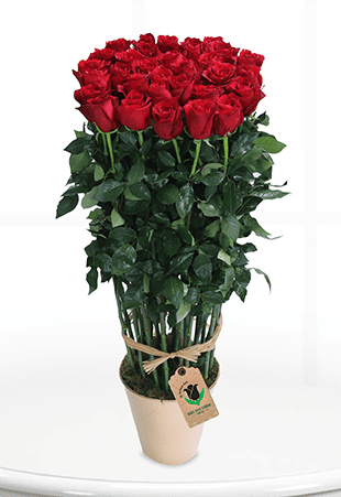 Delicate Red Bouquet Delicate Red Bouquet