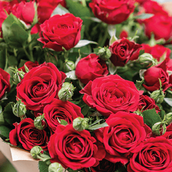 Mix Roses & Spray Roses-1 Mix Roses and Spray Roses
