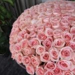 Graceful Roses (4)