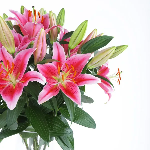 Blooming-Lilies-2 Blooming Pink Lilies