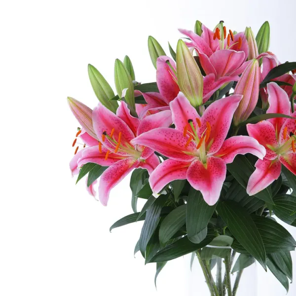 Blooming-Lilies-3 Blooming Pink Lilies in vase