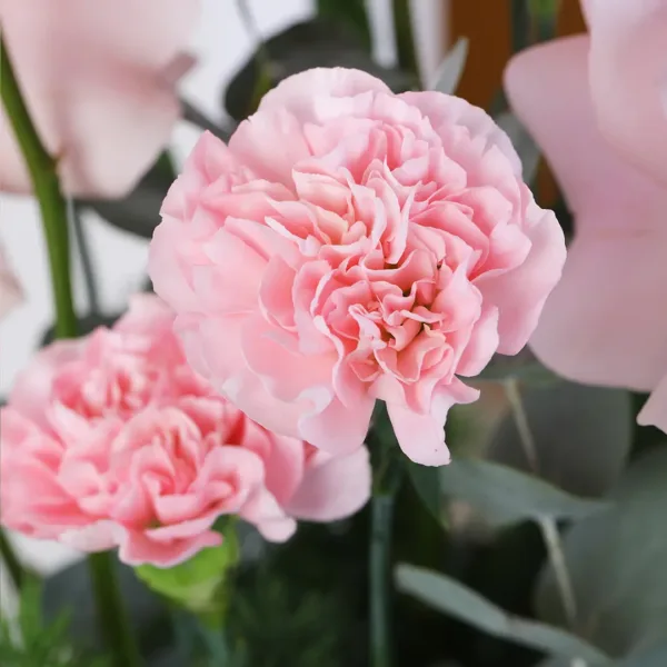 047 Romantic pink carnation