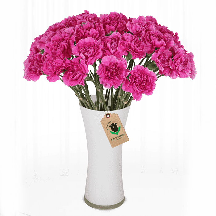 a bouquet of pink carnations in a white vase. The flowers have a vibrant pink color with the characteristic ruffled petals of carnations
