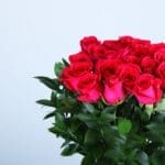 Romantic Fresh Pink Roses-03