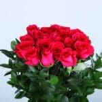 Romantic Fresh Pink Roses-04