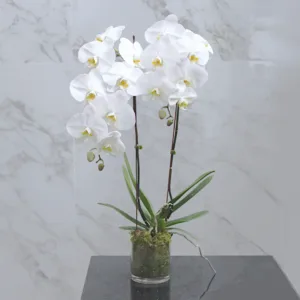 COMES WITH A GLASS VASE + MOSS BLANKET. Perfect for a minimalist setting this two-stem plant is approximately 75 cm in height.