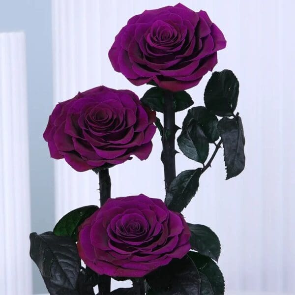 Trio of preserved Purple roses in dome