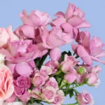 blushing-blooms-box-blueberry-cheese-cake_03
