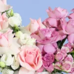 blushing-blooms-box-blueberry-cheese-cake_04