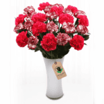 Sweet Carnation