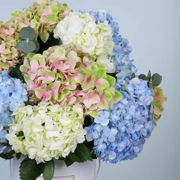02-19 Blossoming Love Hydrangeas Box