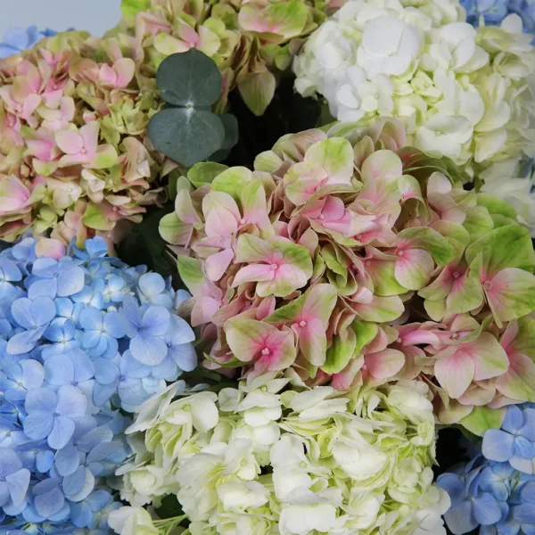 04-15 Blossoming Love Hydrangeas Box
