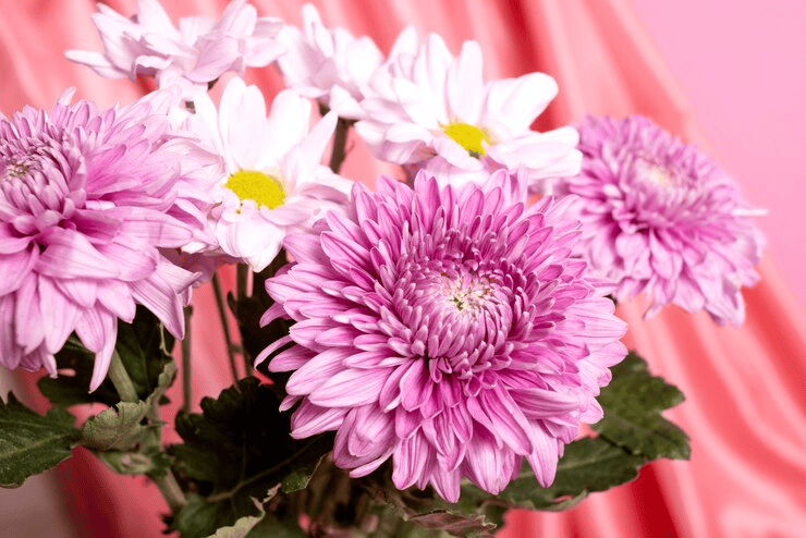 Dahlia flowers for graduation day