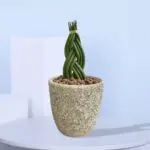 Twisted Cylindrical Snake Plant in ceramic pot