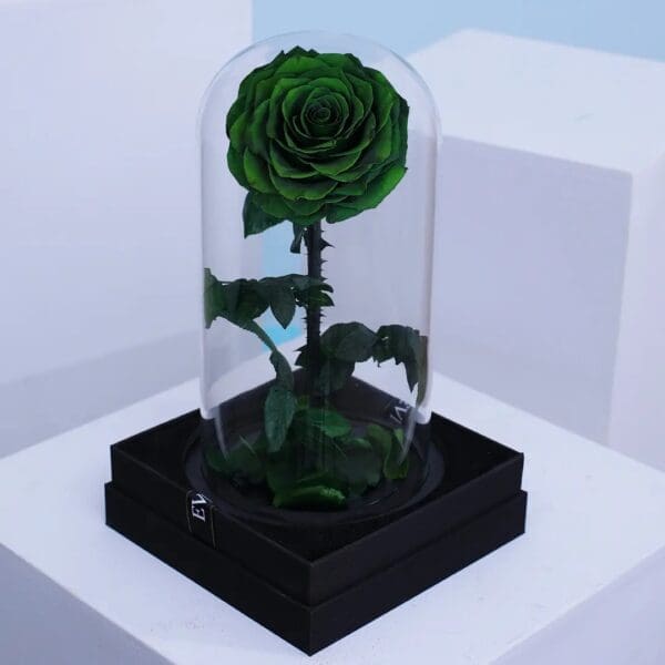 2 Preserved Green forever rose in glass dome