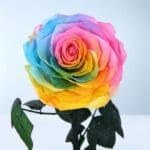 rainbow-forever-rose-dome_04
